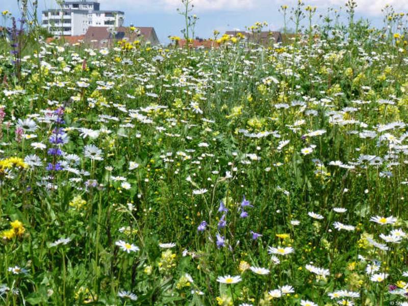 Label „StadtGrün naturnah“ geht in die dritte Runde