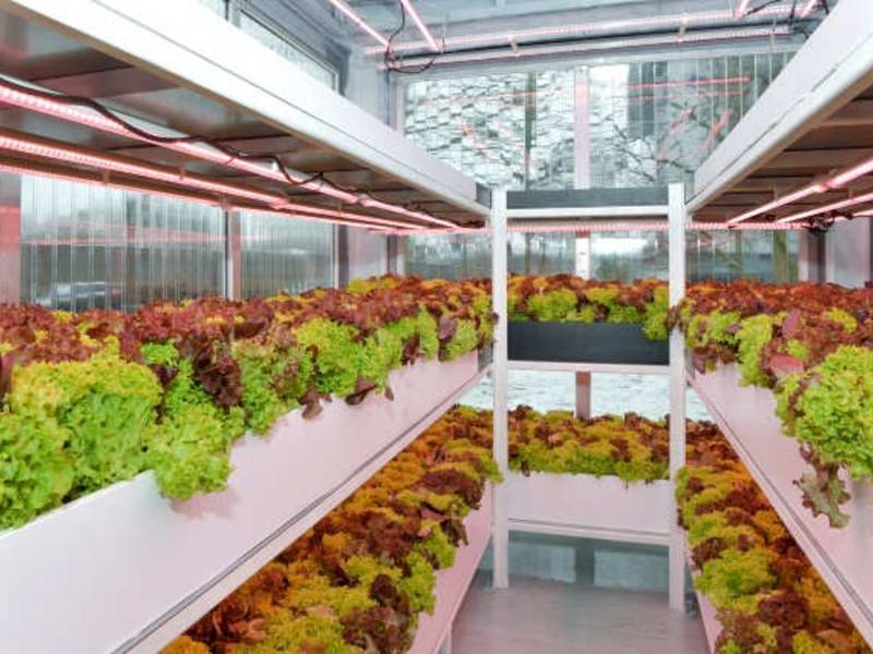 K+S nimmt Aquaponic-Forschungscontainer in Betrieb