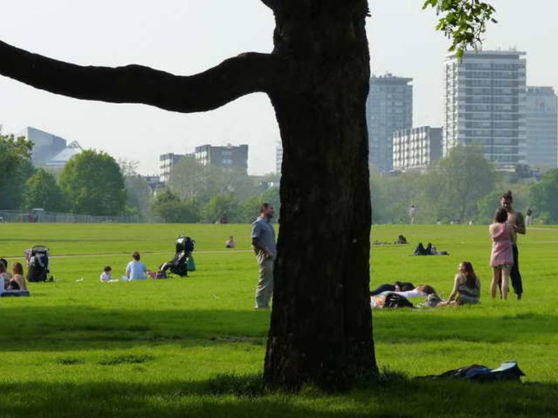 Lebendiges Grün als natürlichen Regenspeicher in Städten nutzen