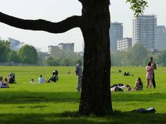 Lebendiges Grün als natürlichen Regenspeicher in Städten nutzen