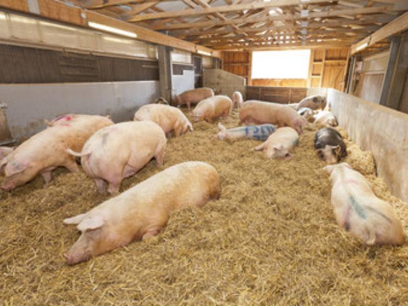 Hightech-Knopf im Ohr: Neue Technik bringt Vorteile für Landwirt, Tiere und Verbraucher