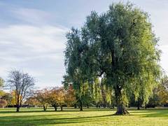 Mit mehr Grün in der Stadt gegen den Klimawandel