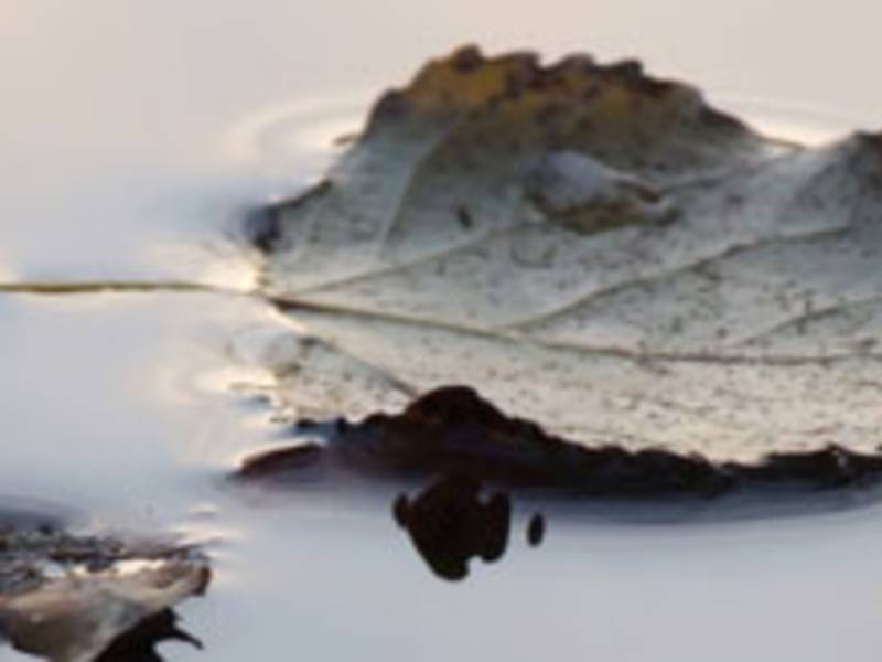 Blatt im Wasser