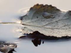 Blatt im Wasser