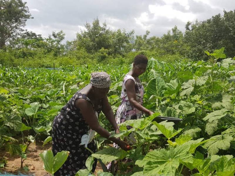 Erfolgreicher dlv-Projektabschluss in Ghana: Tausende Kleinbäuerinnen vor Ort gestärkt