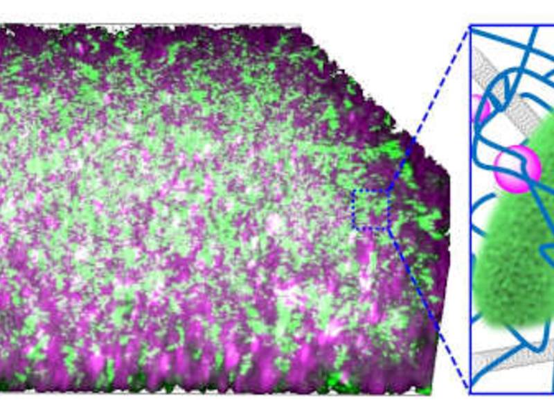 KIT: Mikrobielle Cyborgs: Bakterien als Stromlieferanten