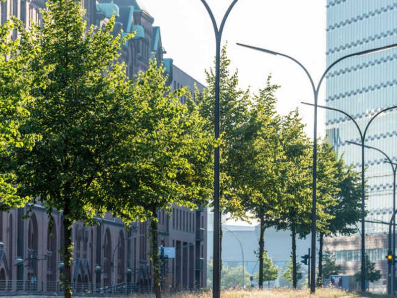 Der Bund deutscher Baumschulen fordert die Aufpflanzung von Gehölzen in Stadt und freier Natur