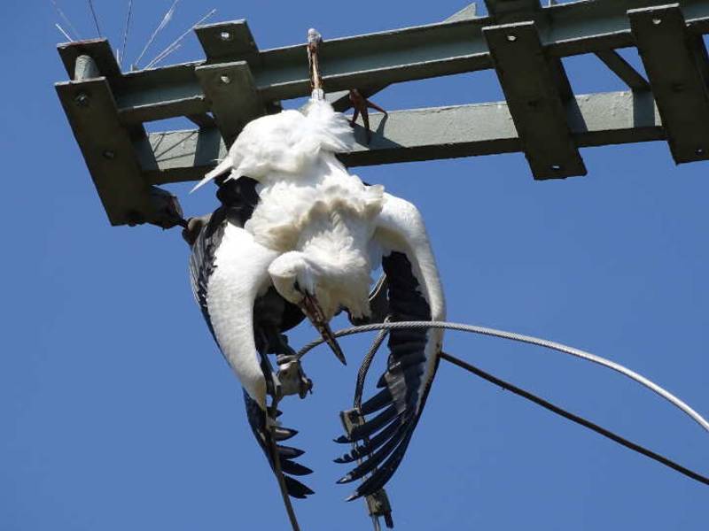 Noch immer unnötiges Vogelsterben an gefährlichen Strommasten