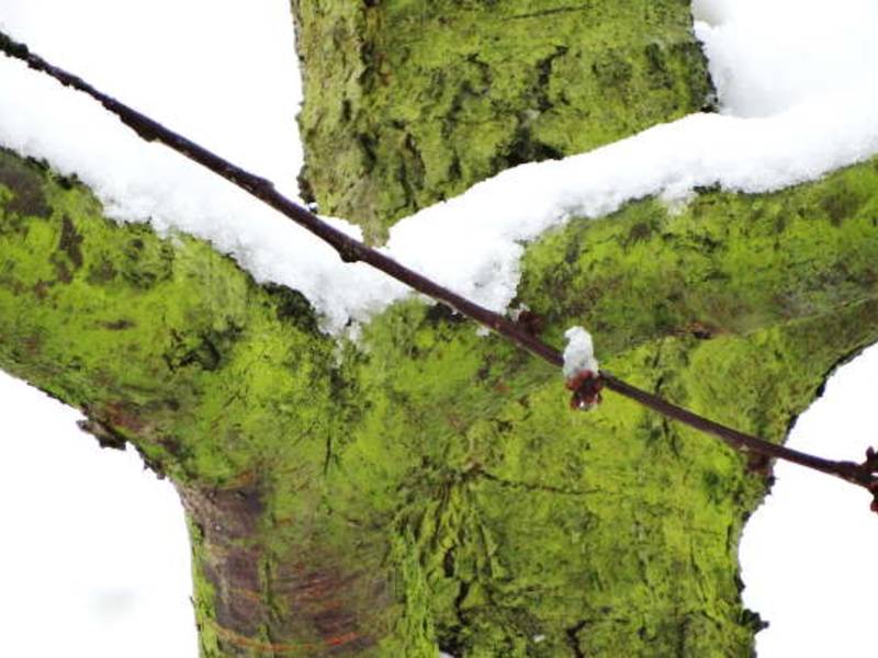 „Nasser Winter – grünes Wunder“: