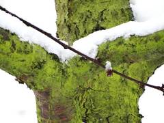 „Nasser Winter – grünes Wunder“: