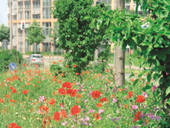Wildblumen