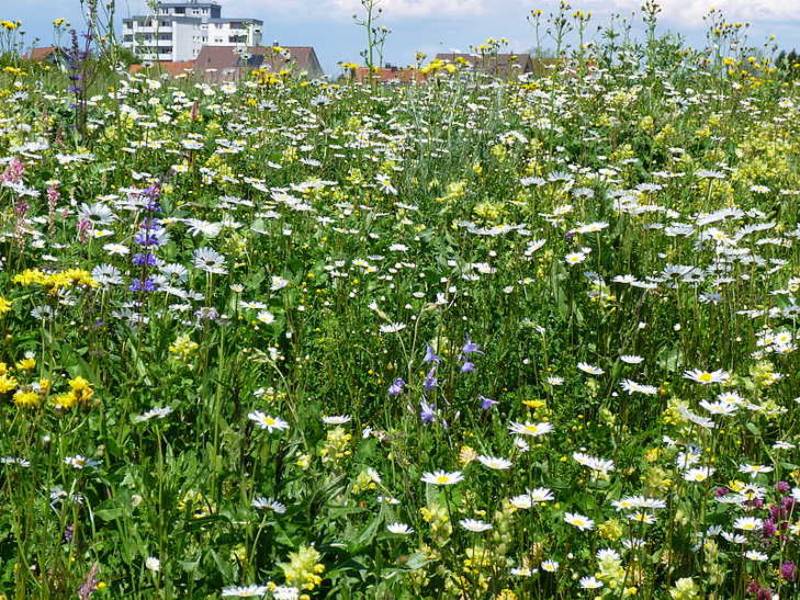 „StadtGrün naturnah“: Neues Label für Vorreiter unter den Kommunen