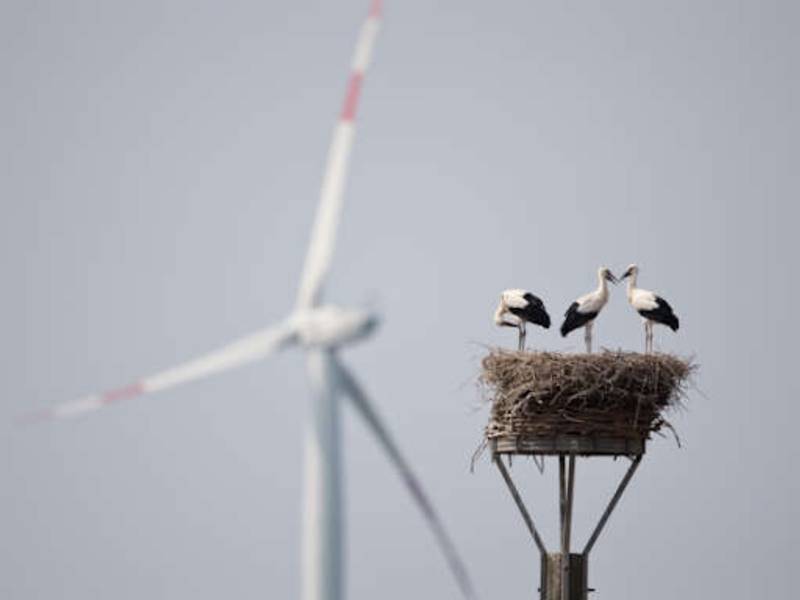 Ausbau der Windenergie: Vogelschutz im Fokus