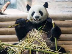 Zoo Berlin eröffnet Panda Garden