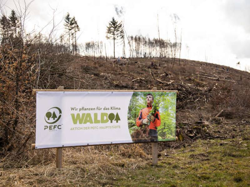 Wer wird PEFC-Waldhauptstadt 2025? Jetzt bewerben!