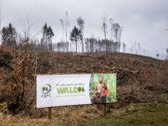 Wer wird PEFC-Waldhauptstadt 2022? Jetzt bewerben!
