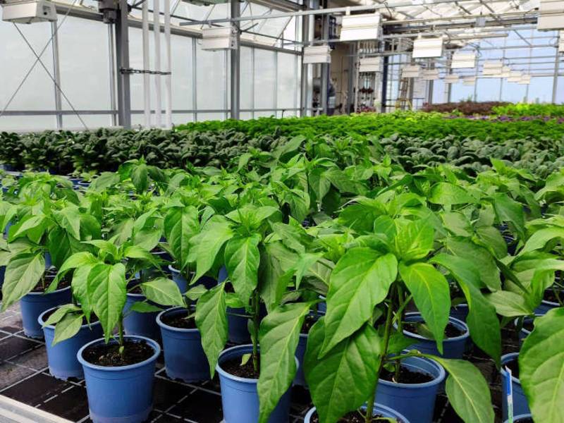 Fraunhofer UMSICHT auf der VertiFarm / In der Stadt produzieren