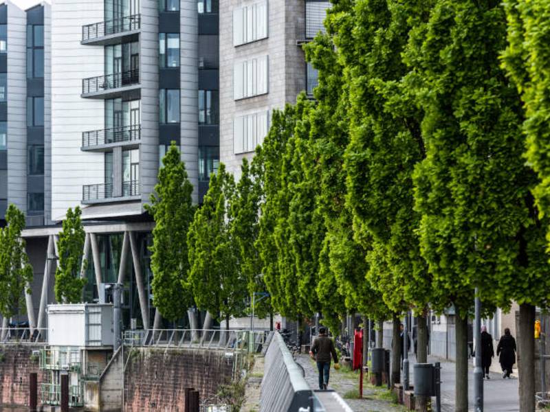 Große Bäume braucht die Stadt! Nachpflanzungen im urbanen Raum