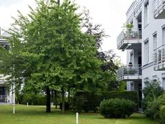 Nachhaltige Urbanisierung: Stadtgesellschaft braucht grün